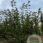 Corylus avellana 300-350 cm draadkluit meerstammig