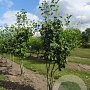 Ginkgo biloba 250-300 cm draadkluit meerstammig 100-150 breed