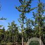 Ginkgo biloba 20-25 HO draadkluit