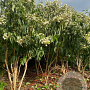 Heptacodium miconioides 175-200 cm draadkluit meerstammig solitair