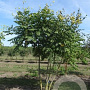 Koelreuteria paniculata 175-200 cm draadkluit meerstammig solitair