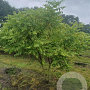 Koelreuteria paniculata 200-250 cm container meerstammig