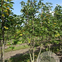 Magnolia 'Galaxy' 250-300 cm draadkluit meerstammig 100-150 breed