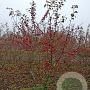 Malus 'Red Sentinel' 175-200 cm draadkluit meerstammig solitair