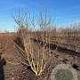 Mespilus germanica 175-200 cm draadkluit meerstammig solitair