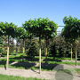 Morus alba 'Macrophylla' 18-20 HO draadkluit boven vered. 225 cm stam