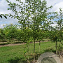 Ostrya carpinifolia 175-200 cm draadkluit meerstammig solitair