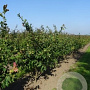 Parrotia persica 150-175 cm draadkluit meerstammig