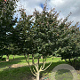 Parrotia persica 400-450 cm draadkluit meerstammig