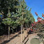 Pinus sylvestris 10-12 HO draadkluit 3 X verplant