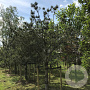 Pinus sylvestris 20-25 HO draadkluit
