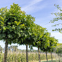 Quercus pal. 'Green Dwarf' 10-12 cm draadkluit 225 cm stam 