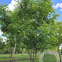 Robinia pseud. 'Casque Rouge' 350-400 cm draadkluit meerstammig