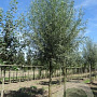 Salix alba 'Belders' 20-25 HO draadkluit 225 cm stam geknot