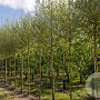 Salix alba 'Chermesina' 14-16 cm draadkluit 225 cm stam 