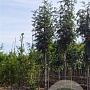 Sorbus scalaris 175-200 cm draadkluit meerstammig solitair