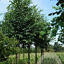 Tilia cordata 16-18 HO draadkluit