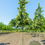 Tilia tomentosa 'Brabant' 16-18 HO draadkluit