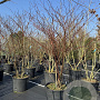 Cornus alternifolia 200-250 cm cont. 110L MPS
