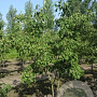 Cornus k. 'China Girl' 175-200 cm draadkluit meerstammig solitair