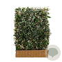 Elaeagnus ebbingei 120x180 container kant en klaar haag