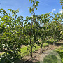Juglans r. 'Ulicoten' 175-200 cm draadkluit meerstammig solitair