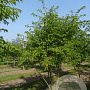 Prunus subh. 'Autumnalis' 350-400 cm draadkluit meerstammig