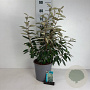 Elaeagnus ebbingei 50-60 cm 6,5L