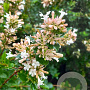 Abelia chinensis 125-150 cm 50L