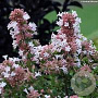 Abelia chinensis 150-175 cm 50L