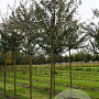Acer campestre 'Elsrijk' 12-14 HO draadkluit