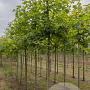 Acer freemanii Autumn Blaze 12-14 HO draadkluit
