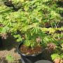 Acer japonicum 'Aconitifolium' 100-125 cm 50L