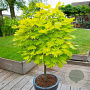 Acer shirasawanum 'Jordan' 175-200 cm 35L