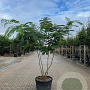 Albizia julibrissin 200-250 cm cont. 110L