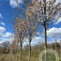 Amelanchier arborea 'Robin Hill' 8-10 HO draadkluit