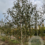 Betula utilis 'Doorenbos' 250-300 cm draadkluit meerstammig