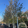Betula utilis 'Doorenbos' 300-350 cm cont. 110L
