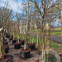 Betula utilis jacquemontii 300-350 cm cont. 110L