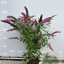 Buddleja d. 'Pink Delight' 125-150 cm 20L