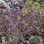 Callicarpa bod. 'Profusion' 100-120 cm 5,0L