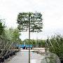 Carpinus betulus 200 cm stam 45L lei 150x150 18-20
