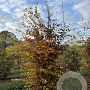 Carpinus betulus 200-250 cm met kluit solitair