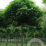 Catalpa bignonioides 20-25 HO draadkluit