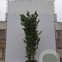 Cercis siliquastrum 300-350 cm draadkluit meerstammig