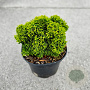Chamaecyparis obtusa 'Wiel's Baby' 15-20 cm 2,0L