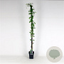 Clematis alpina 150-175 cm 5,0L