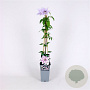 Clematis 'Nelly Moser' 70 cm 2,0L
