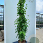Clianthus puniceus 'Flamingo'# 175-200 cm 20L 3 stok