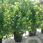 Cotinus coggygria 'Flame' 300-350 cm cont. 110L